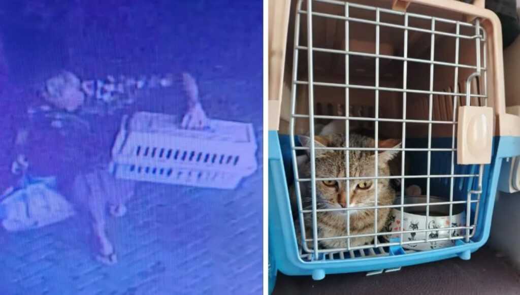 morador-de-rua-furta-gato-de-familia-russa-em-hotel-de-curitiba