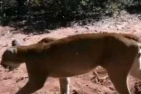 video:-morador-atrai-onca-com-comida-de-porcos-e-registra-visita